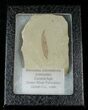 Mimosites coloradensis Fossil Leaf - Utah #16280-2